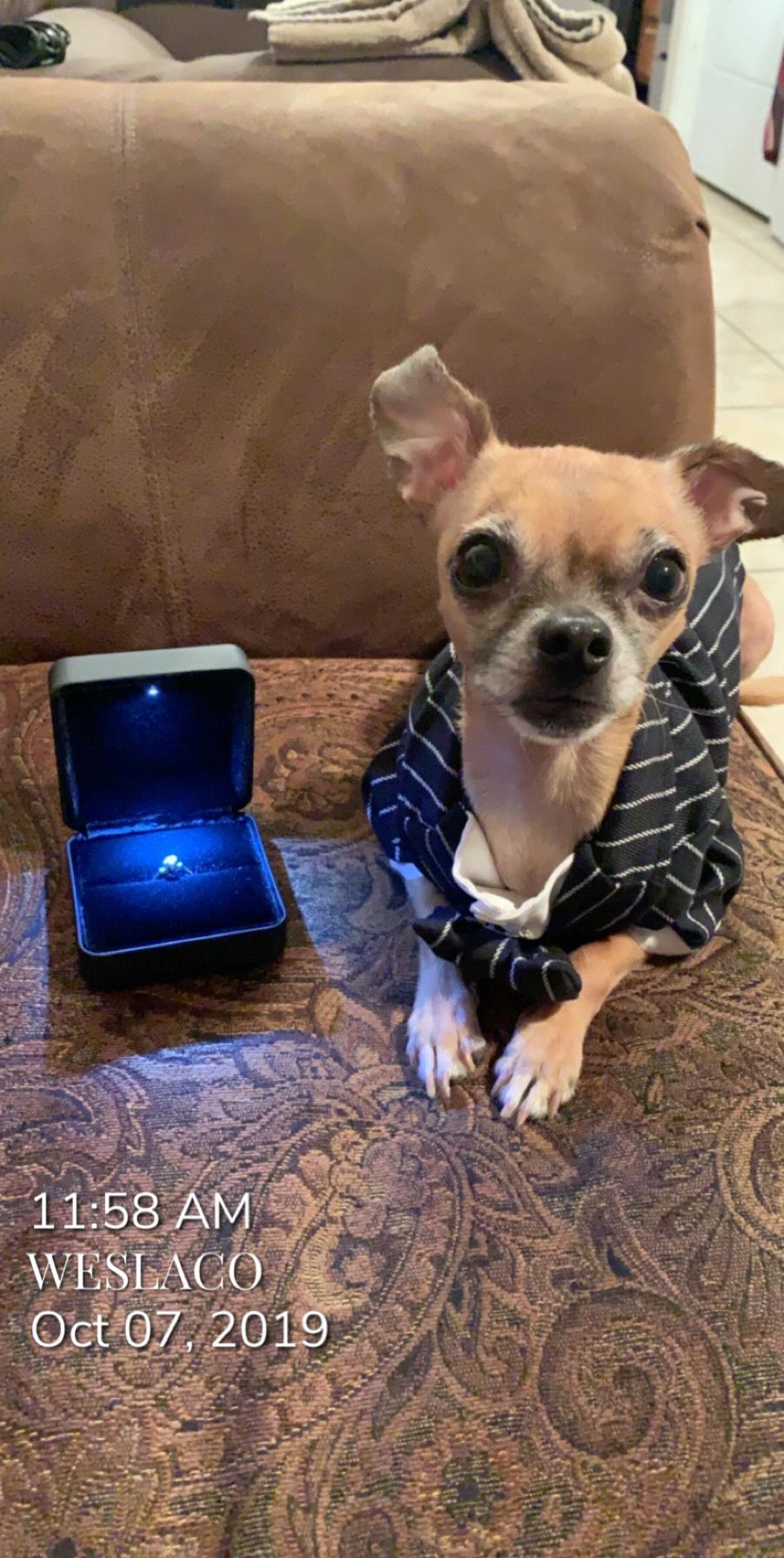 Our baby Nugget