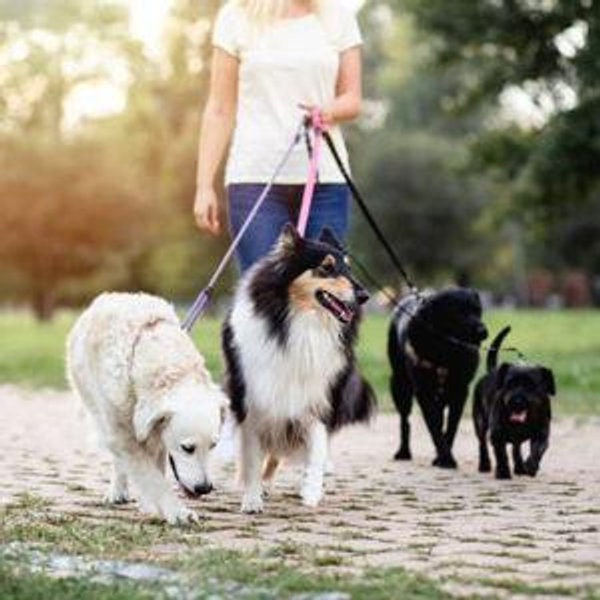 Pet Sitter