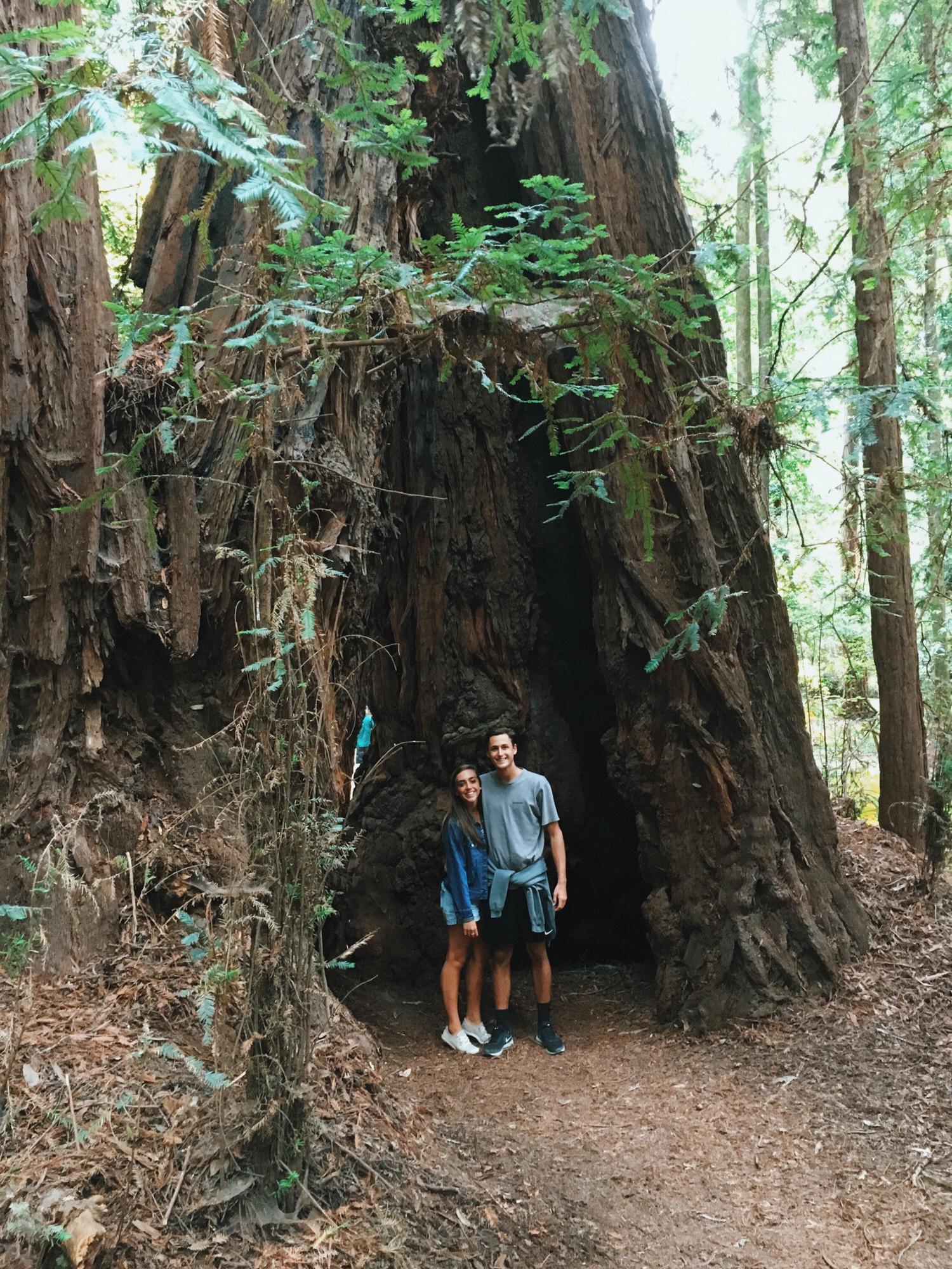 Redwood Forest-- McDowell Family trip Summer 2018