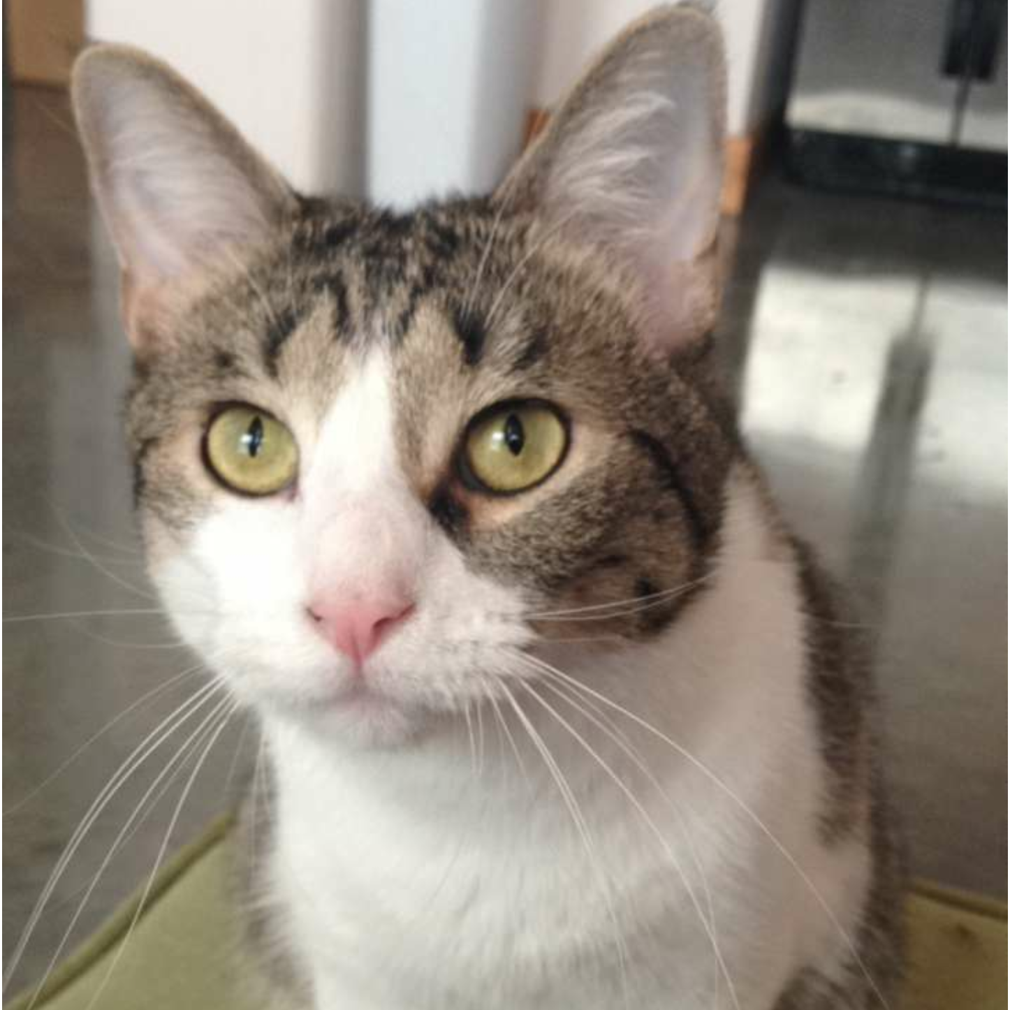 Ollie is a sweet boy who Ari raised from kittenhood. He likes hunting flies and napping in laps.