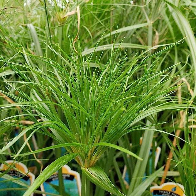 Nile Queen Papyrus Plant - Cyperus - Live Plant - 2.5" Pot
