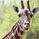 Wild Animal Safari Inc