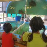 Georgia Sea Turtle Center