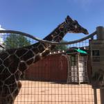 Denver Zoo