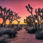 Joshua Tree National Park