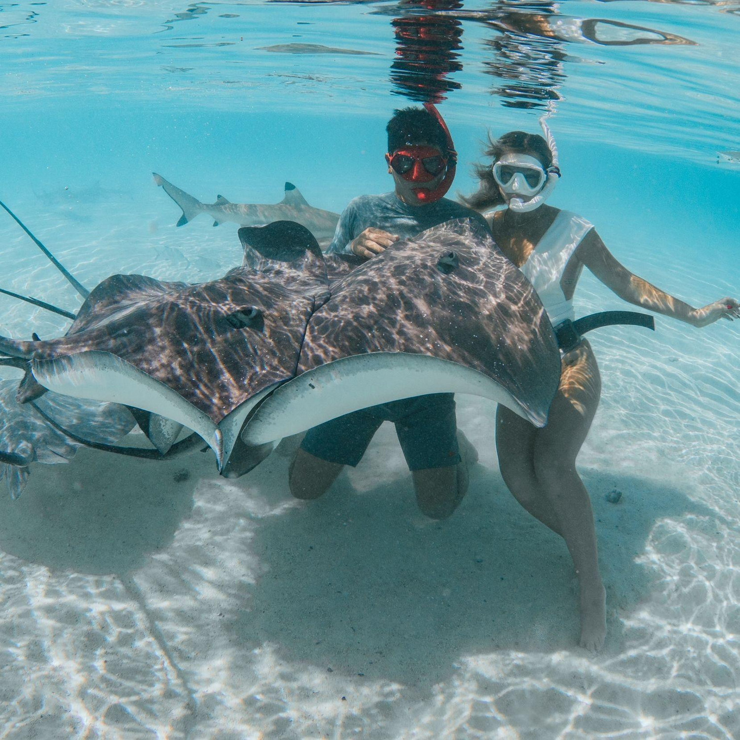 Swimming with the Sharks and Manta Rays in Moorea French Polynesia