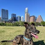 Auditorium Shores at Town Lake