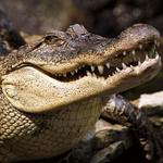 Croc Encounters
