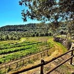 Celler Can Serra dels Exibis