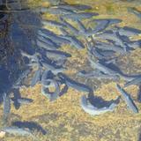 Fish Hatchery Gulch