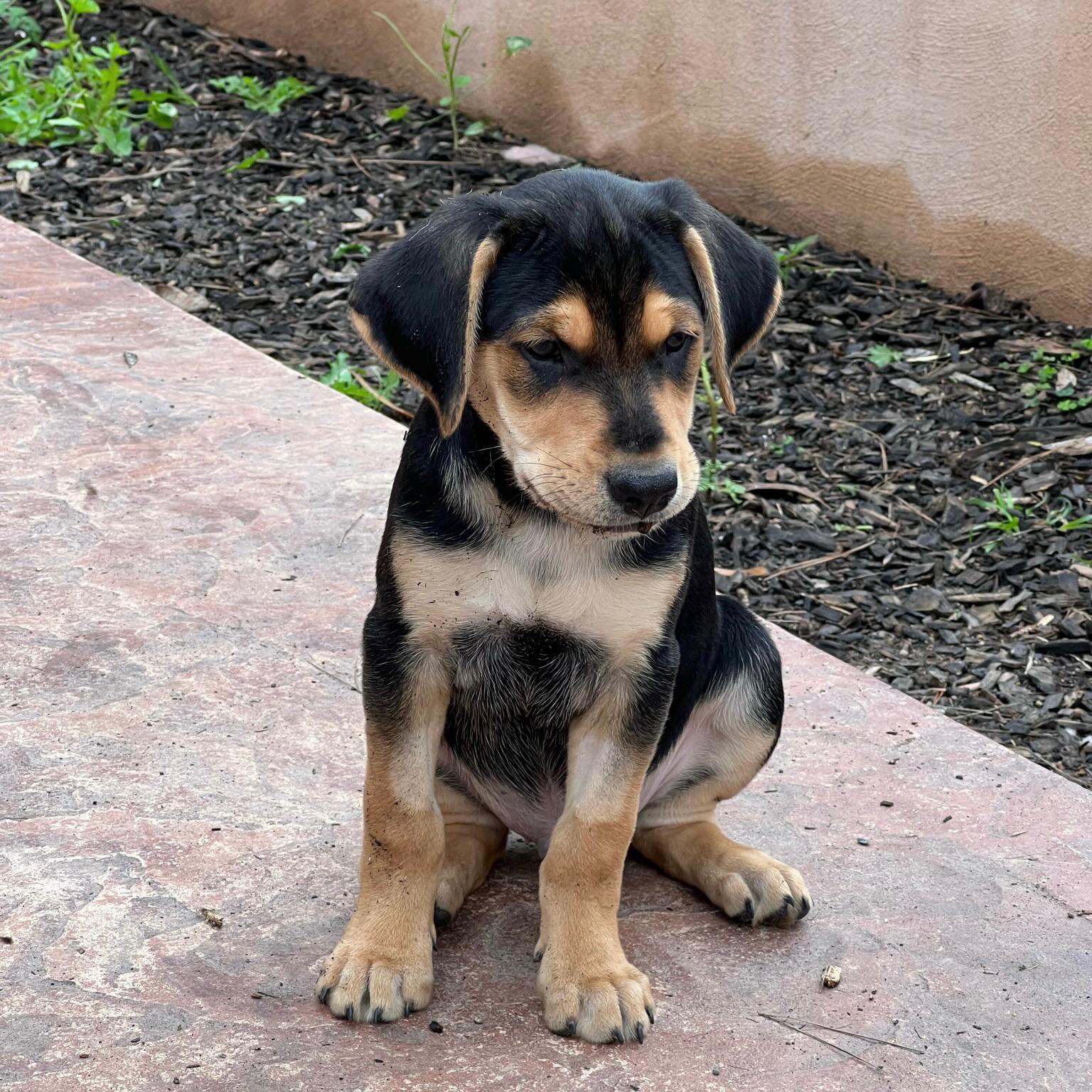 This face melted our hearts. Meet Rowdy.