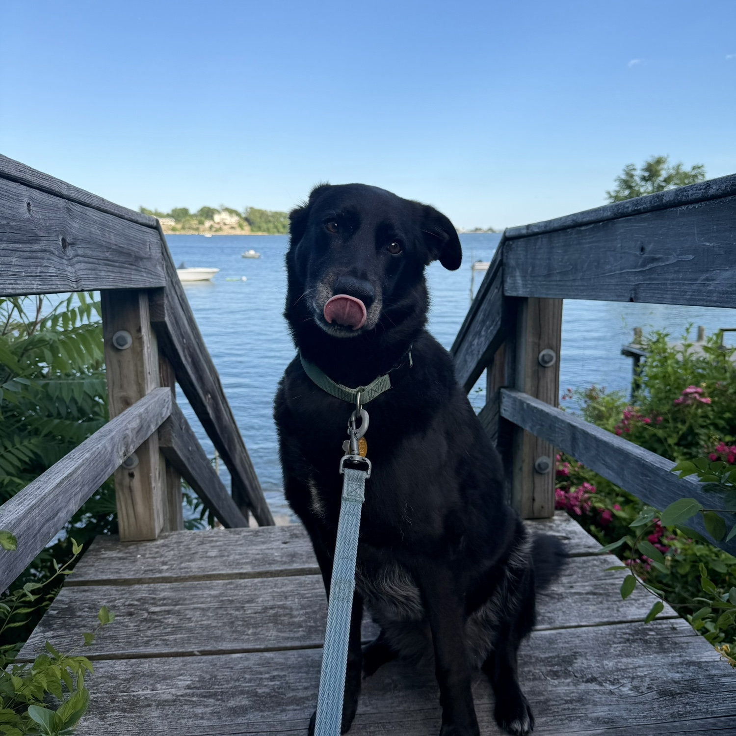 Maeve in Branford