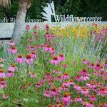 Lady Bird Johnson Wildflower Center