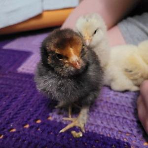 Wild Piper Farm Dreams