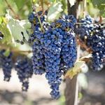 Northern Michigan Wine & Beer Tours