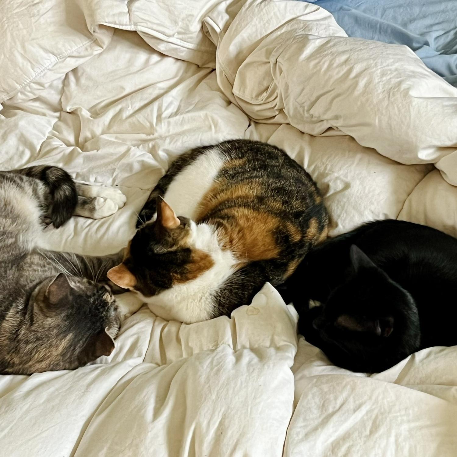 Our three daughters. Hib, Bibi, and Zaytoon.