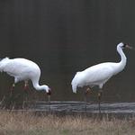 International Crane Foundation