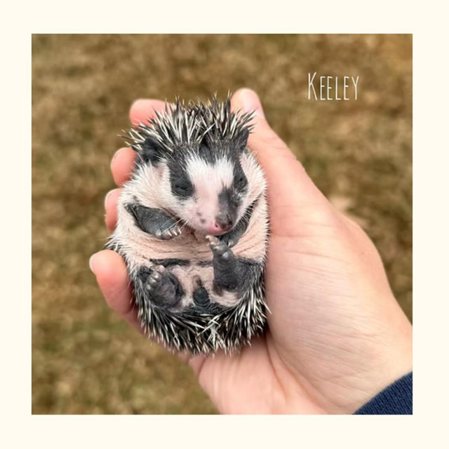 Available Hedgehogs | hedgehogheaven