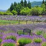 Hood River Lavender Farms
