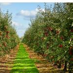 Hudson Valley Apple Picking
