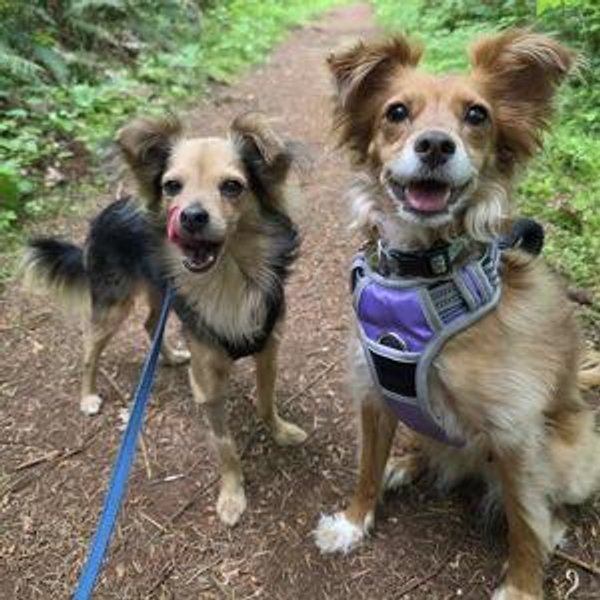Wren and Mongo's Treat and Toy Fund