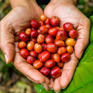 Kona Coffee Farm Tour
