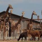 Lazy 5 Ranch