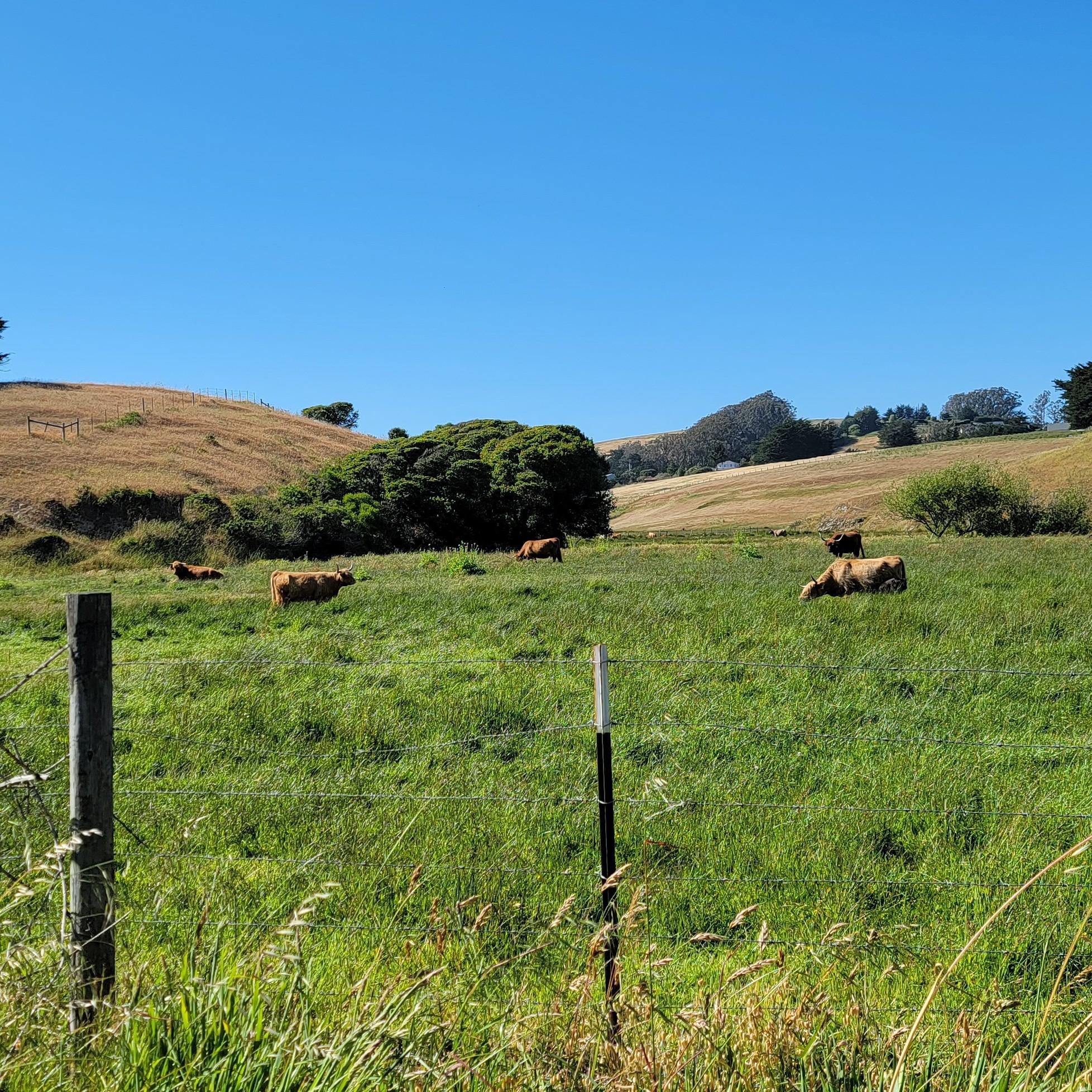 Highland Cows!