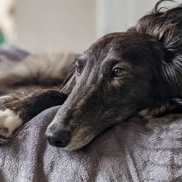 Petsitting for our Honeymoon