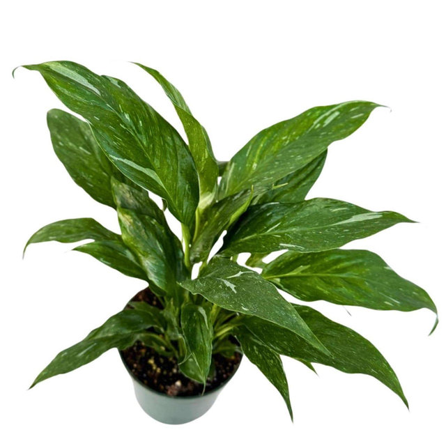 Variegated Peace Lily - Spathiphyllum Domino Peace Lily - Air Purifying Indoor Plant - Low Maintenance Plant - Easy Care Office Plant