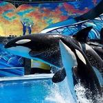 SeaWorld Orlando