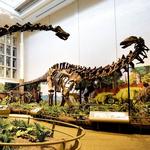 Carnegie Museum of Art & Natural History