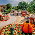 The Dallas Arboretum and Botanical Garden