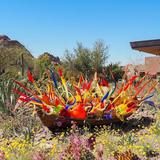 Desert Botanical Garden