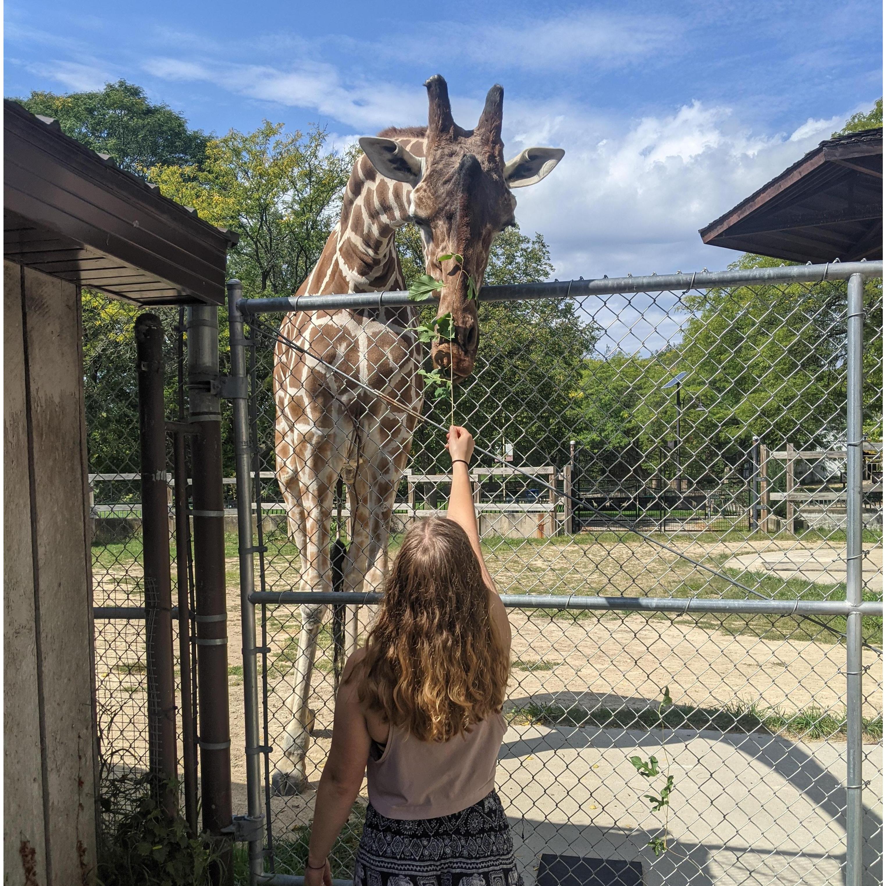 The time we met Eddie the Giraffe!