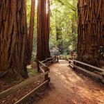 Muir Woods National Monument