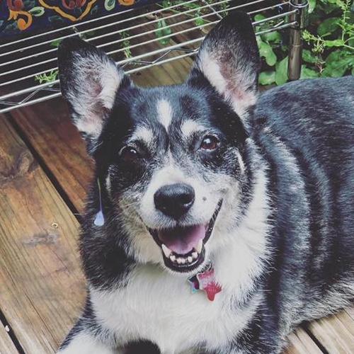 Our oldest fur baby, Gemma.