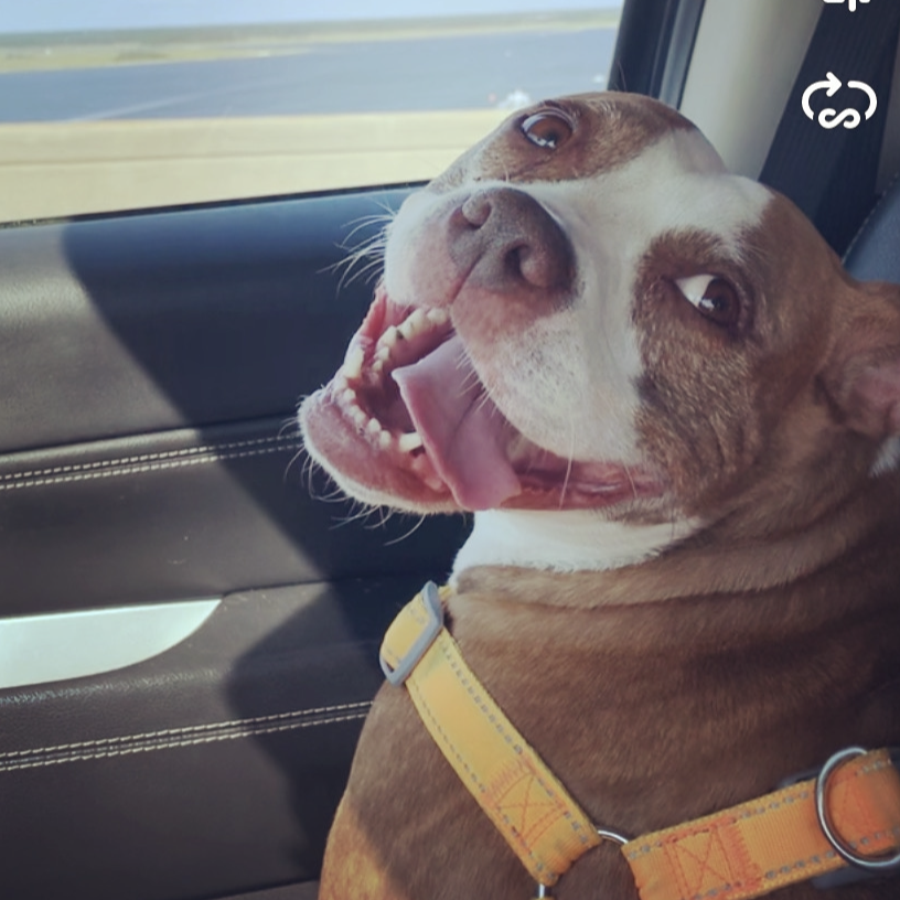 Barley enjoying a car ride to see Matt!
