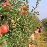 Beasley's Orchard