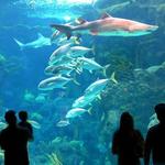 The Florida Aquarium