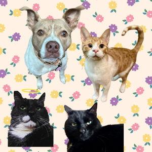 Animal Fund