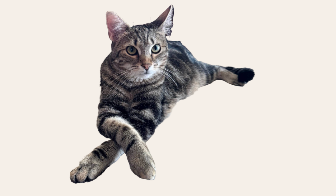 Footer image