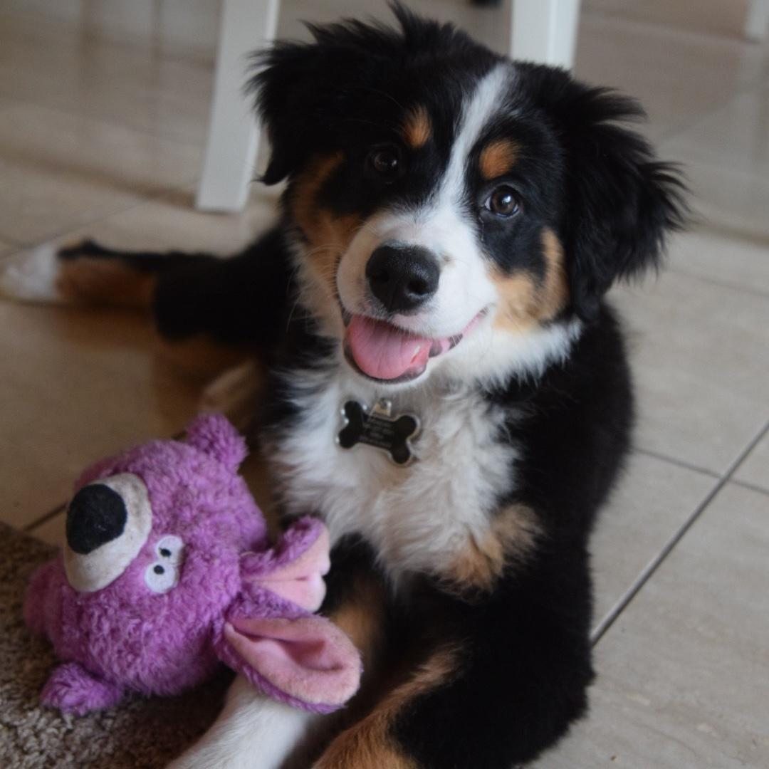 Fun fact - Shea and Meagan found Remi on a breeder website online. She was born in Pennsylvania on an Amish farm and was shipped to San Diego on a plane where they picked her up!