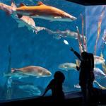 The Maritime Aquarium