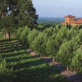 Texas Hill Country Olive Co.