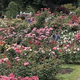 International Rose Test Garden (NW)