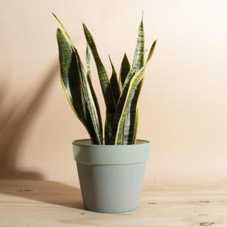 Sansevieria Laurentii Snake Plant