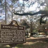 Evangeline Oak Park