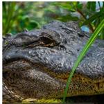 Kliebert & Son’s Gator Tours
