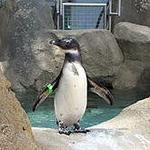 National Aviary